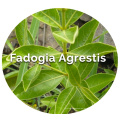 Fadogia agrestis stem polvo de fadogia agrestis extracto